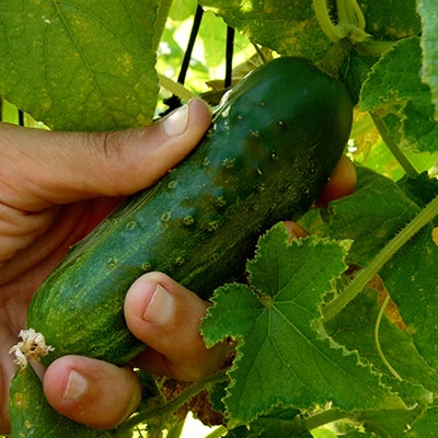 Cucumber