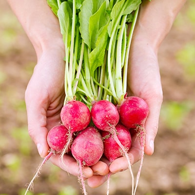 Radishes