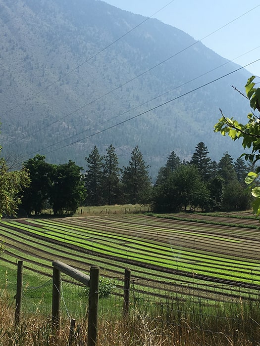 Roles of produce in front of mountains