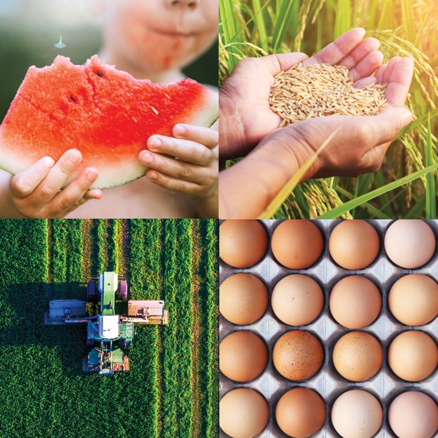 Image of watermelon, wheat, field, eggs