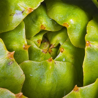 Artichokes