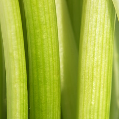 Celery