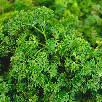 Parsley