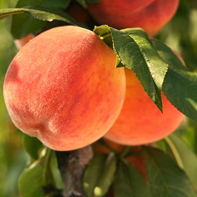 Peaches